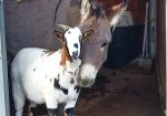 Small hobby farm near Taormina
