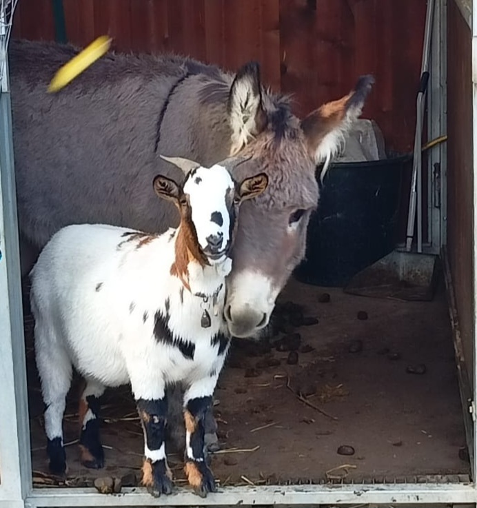 Small hobby farm near Taormina