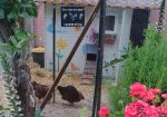 Small hobby farm near Taormina