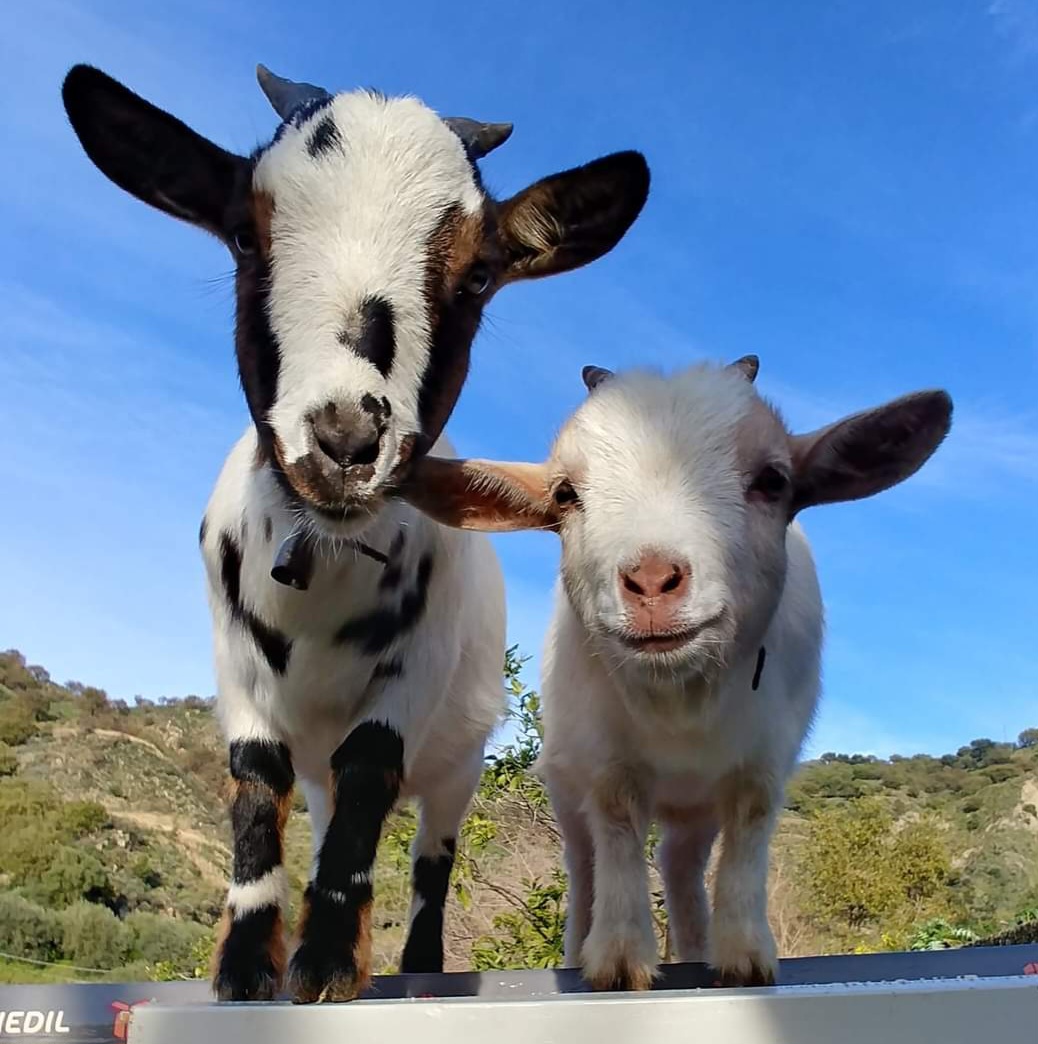 Small hobby farm near Taormina