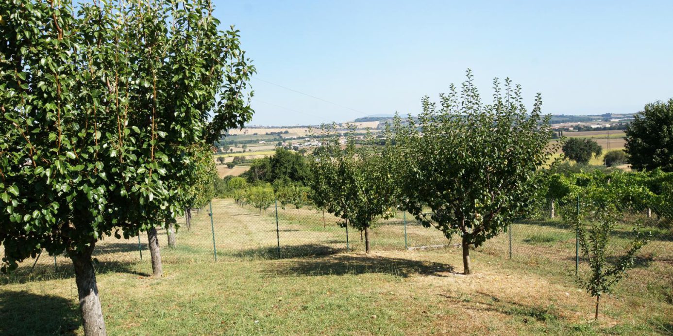 Prestigious villa in a splendid hilly position in Potenza Picena with sea view, olive grove, swimming pool and dependence.