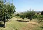 Prestigious villa in a splendid hilly position in Potenza Picena with sea view, olive grove, swimming pool and dependence.