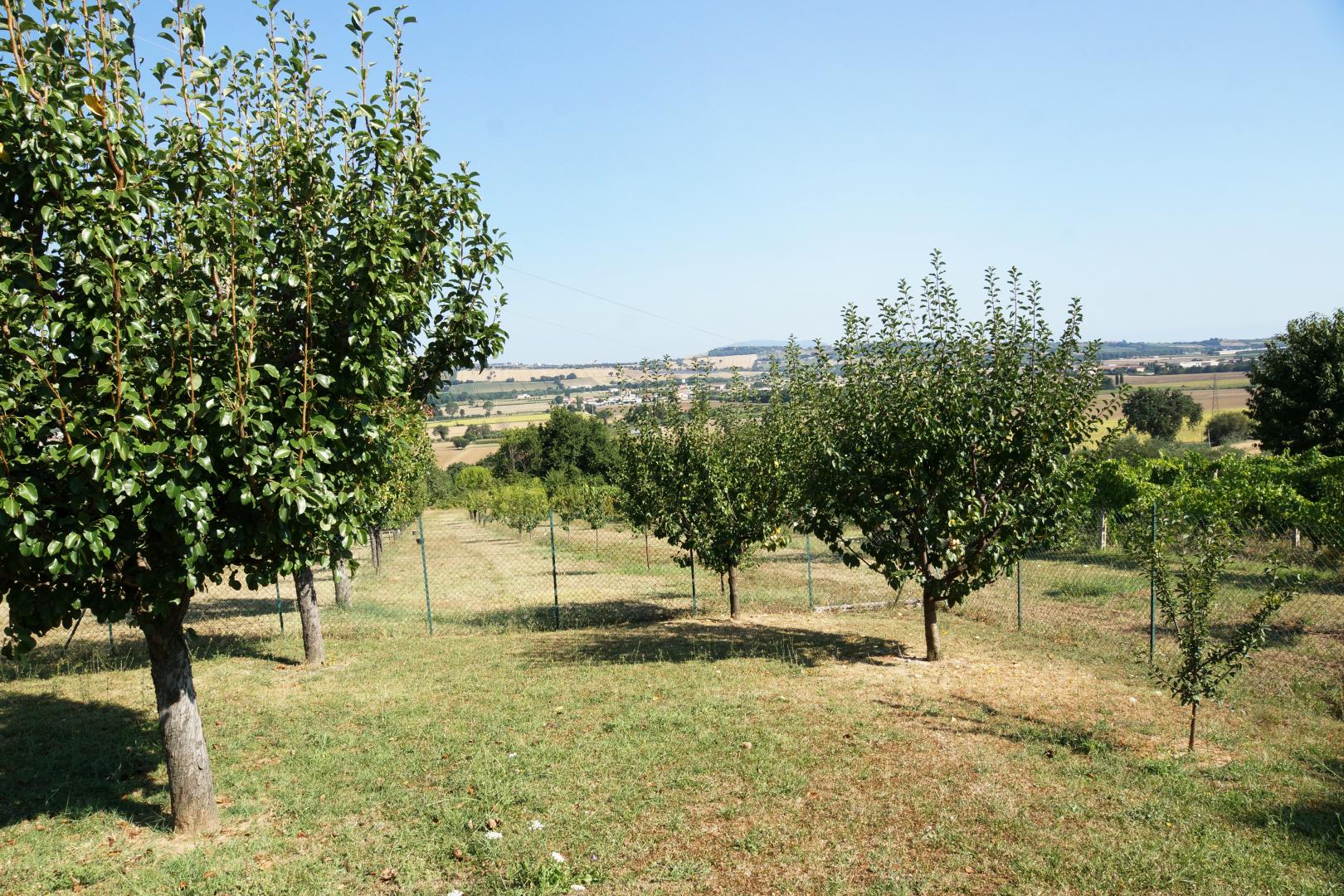 Prestigious villa in a splendid hilly position in Potenza Picena with sea view, olive grove, swimming pool and dependence.