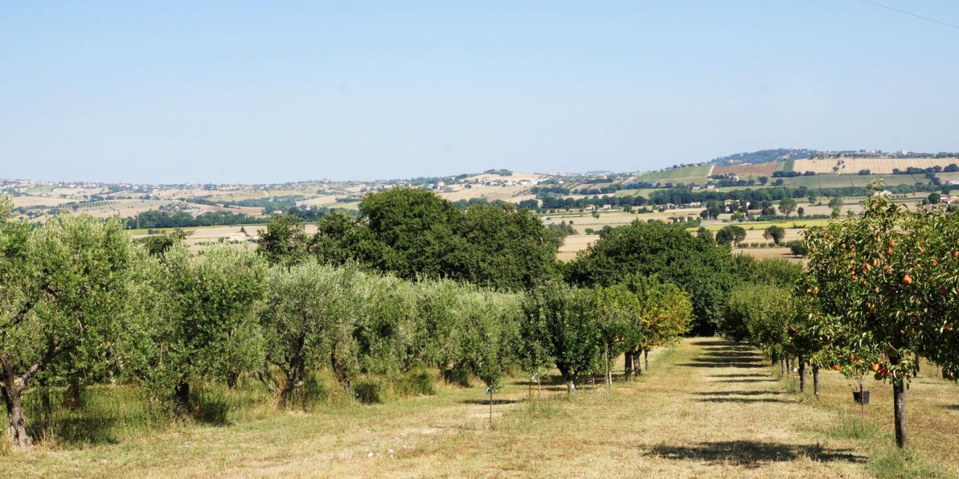 Prestigious villa in a splendid hilly position in Potenza Picena with sea view, olive grove, swimming pool and dependence.