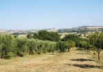 Prestigious villa in a splendid hilly position in Potenza Picena with sea view, olive grove, swimming pool and dependence.