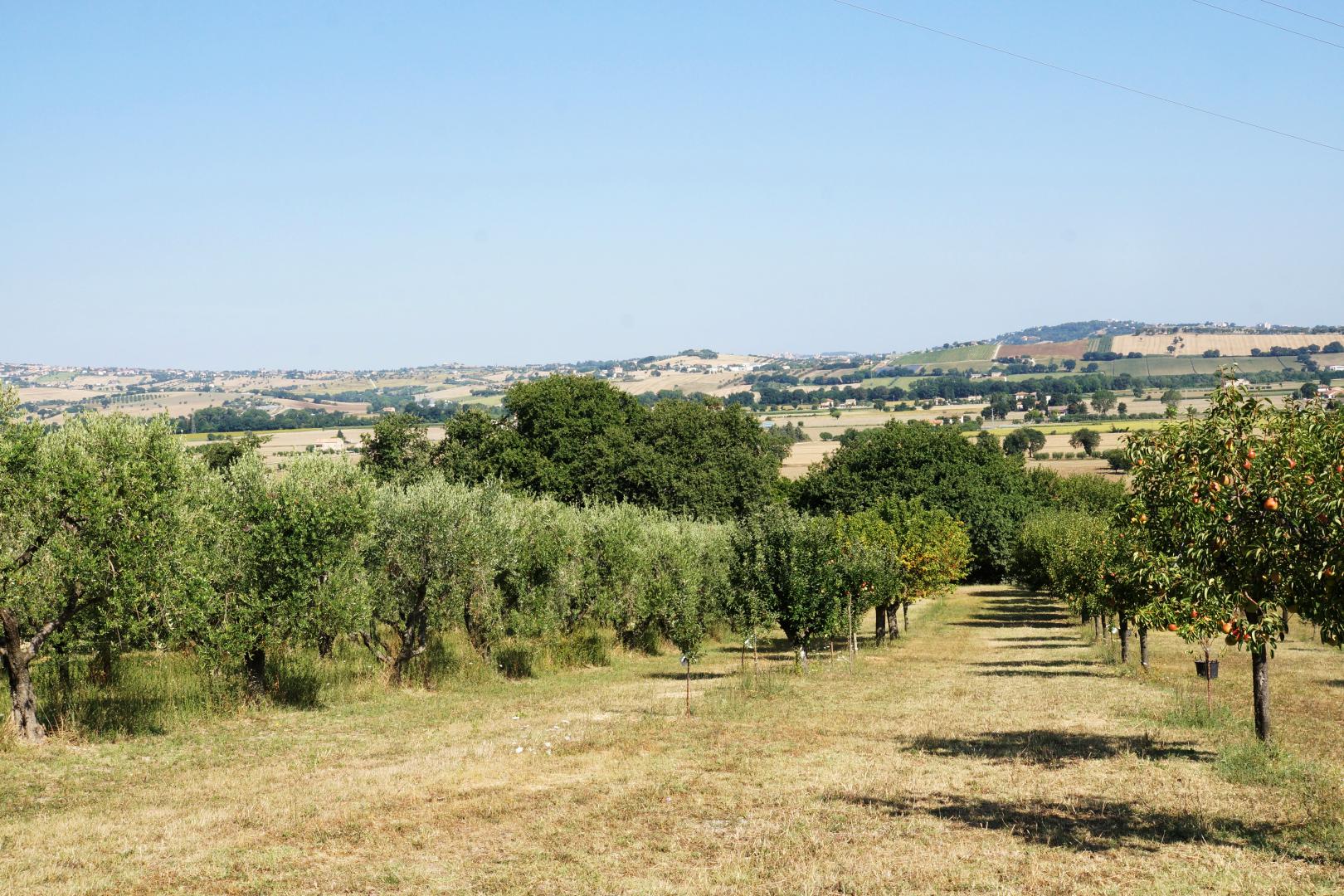 Prestigious villa in a splendid hilly position in Potenza Picena with sea view, olive grove, swimming pool and dependence.