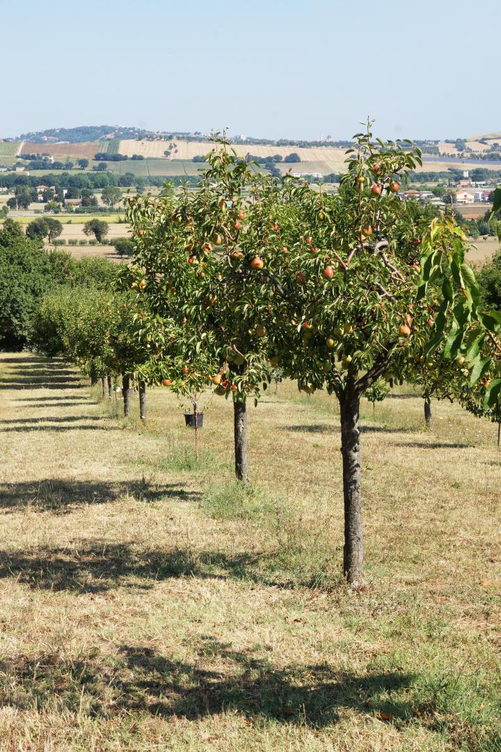Prestigious villa in a splendid hilly position in Potenza Picena with sea view, olive grove, swimming pool and dependence.