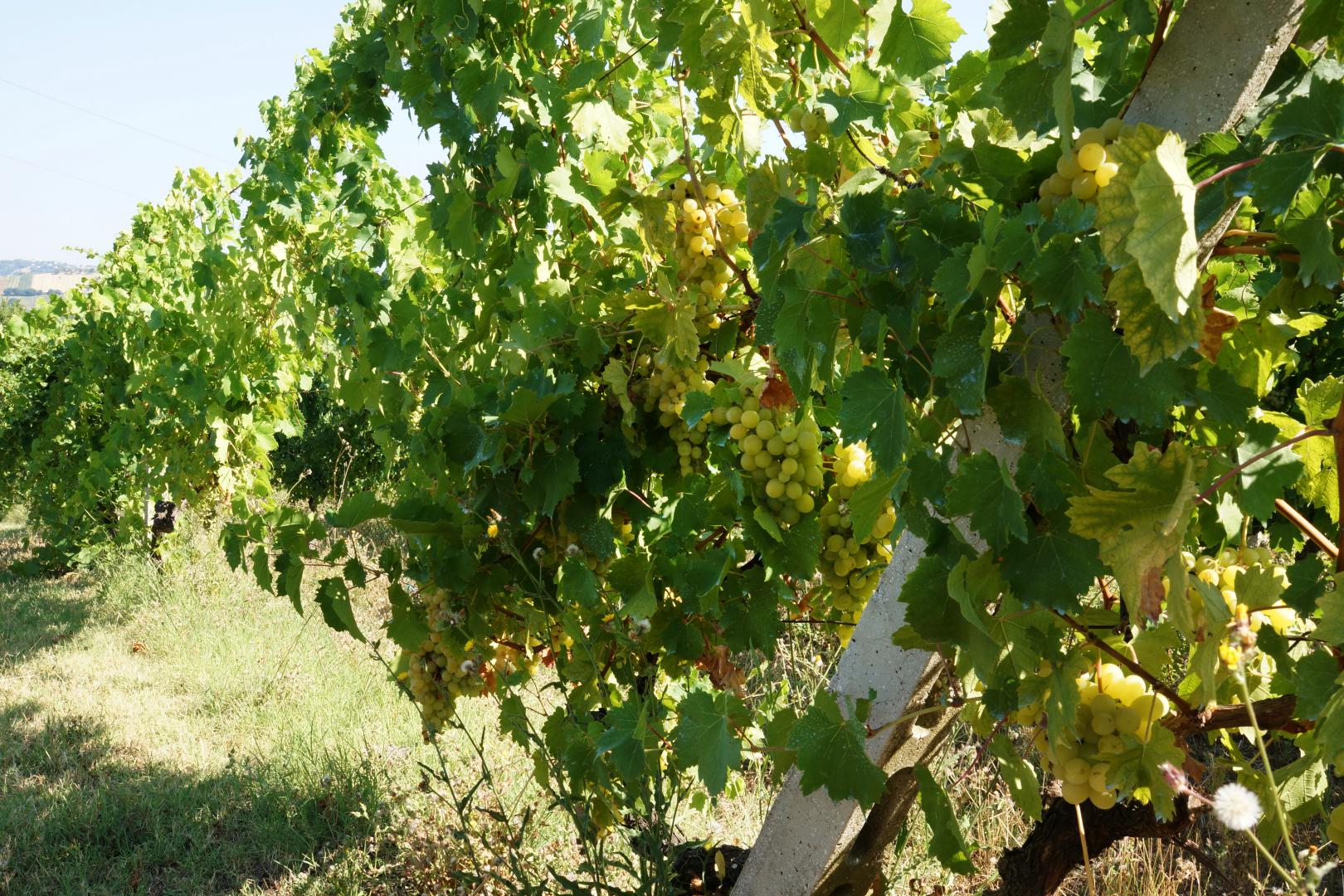 Prestigious villa in a splendid hilly position in Potenza Picena with sea view, olive grove, swimming pool and dependence.