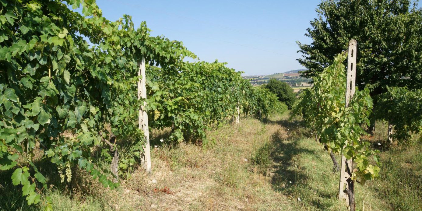 Prestigious villa in a splendid hilly position in Potenza Picena with sea view, olive grove, swimming pool and dependence.