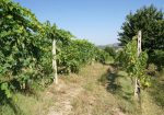 Prestigious villa in a splendid hilly position in Potenza Picena with sea view, olive grove, swimming pool and dependence.