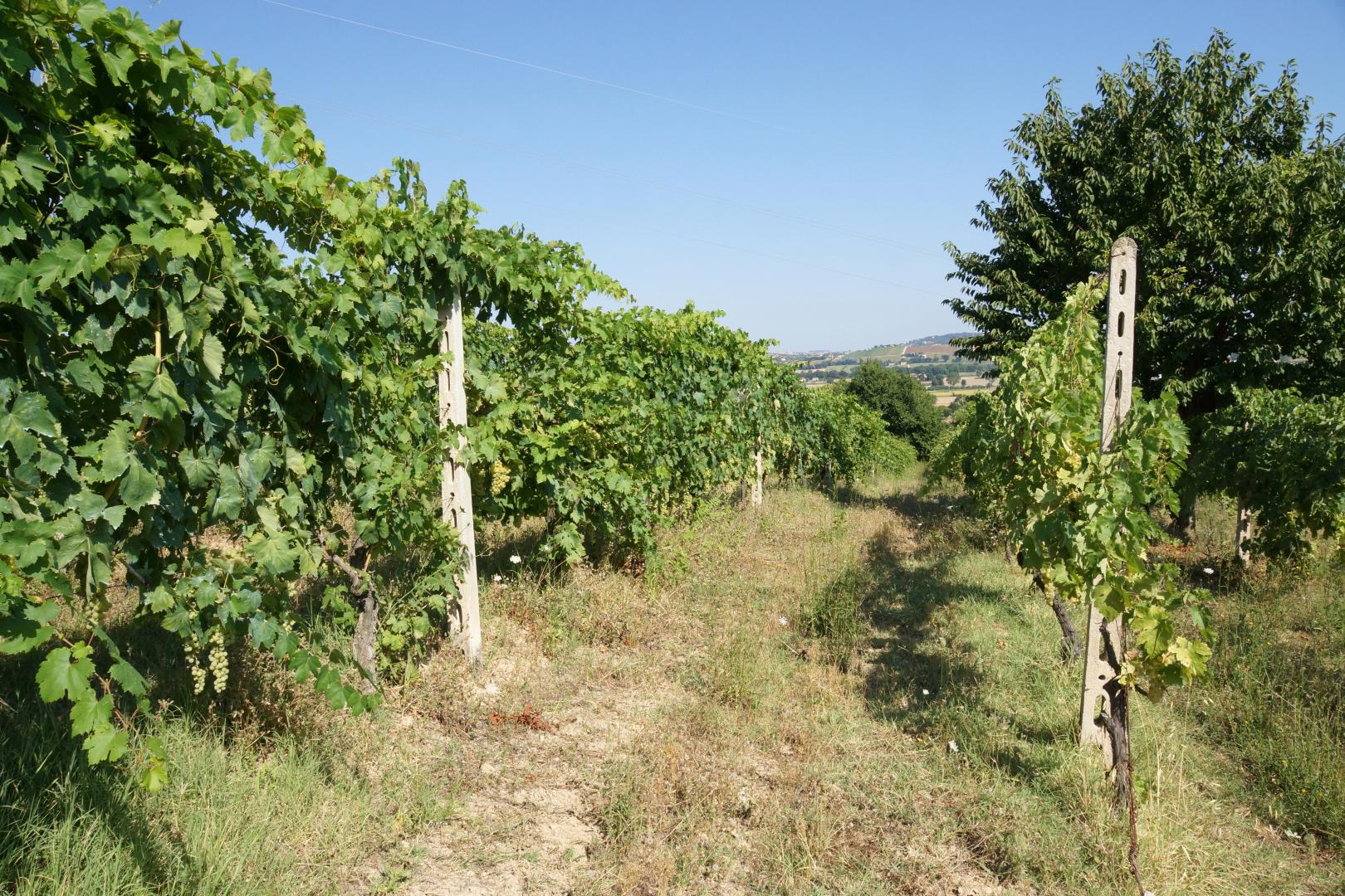 Prestigious villa in a splendid hilly position in Potenza Picena with sea view, olive grove, swimming pool and dependence.