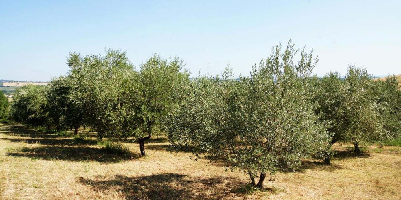 Prestigious villa in a splendid hilly position in Potenza Picena with sea view, olive grove, swimming pool and dependence.