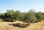 Prestigious villa in a splendid hilly position in Potenza Picena with sea view, olive grove, swimming pool and dependence.