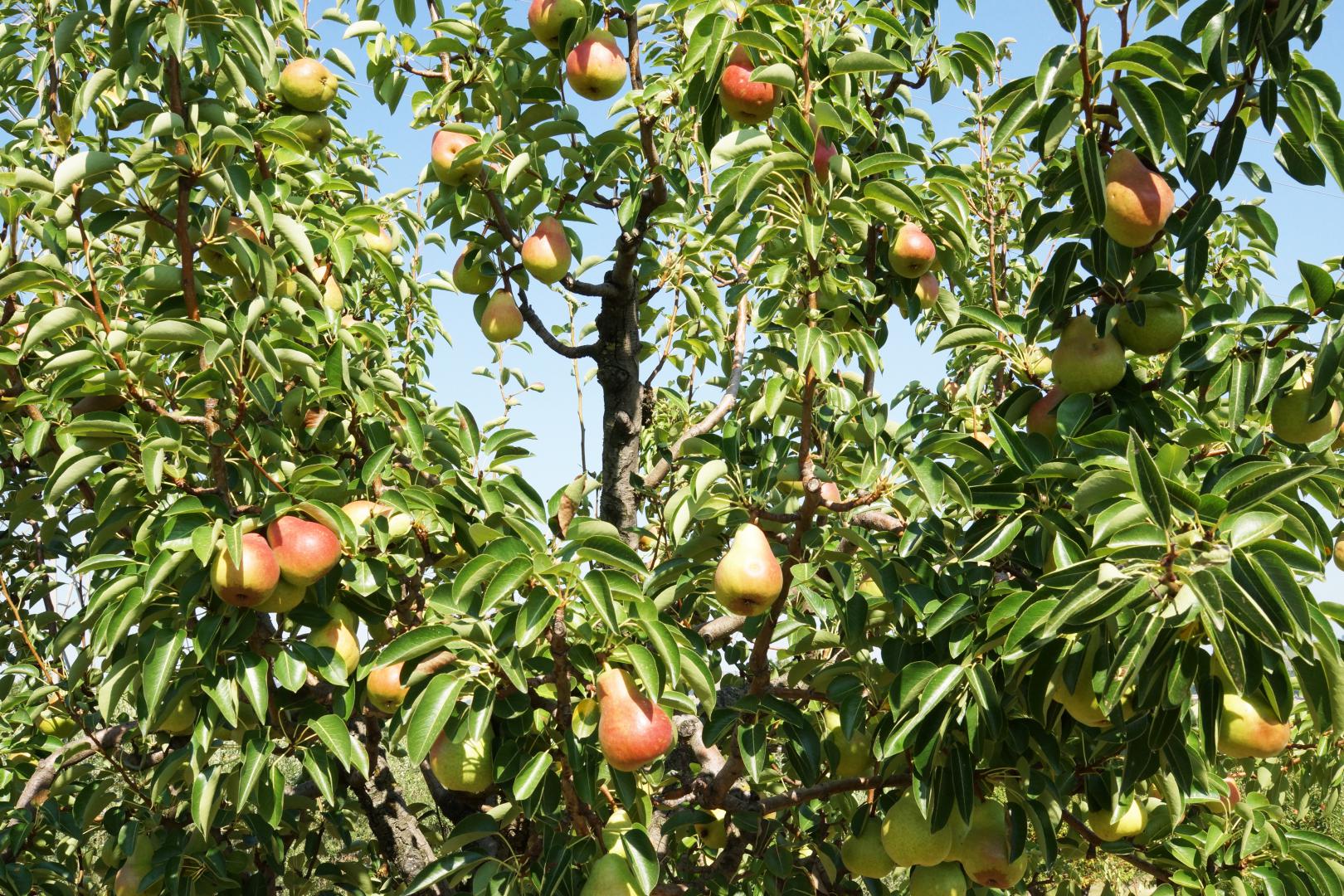 Prestigious villa in a splendid hilly position in Potenza Picena with sea view, olive grove, swimming pool and dependence.