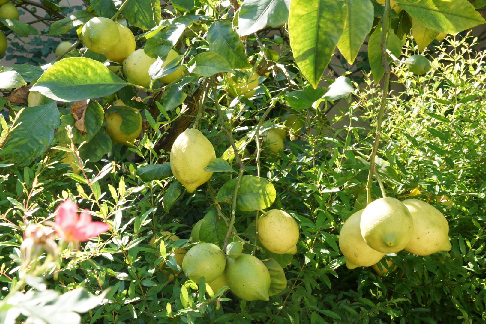 Prestigious villa in a splendid hilly position in Potenza Picena with sea view, olive grove, swimming pool and dependence.