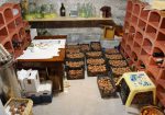 Prestigious villa in a splendid hilly position in Potenza Picena with sea view, olive grove, swimming pool and dependence.