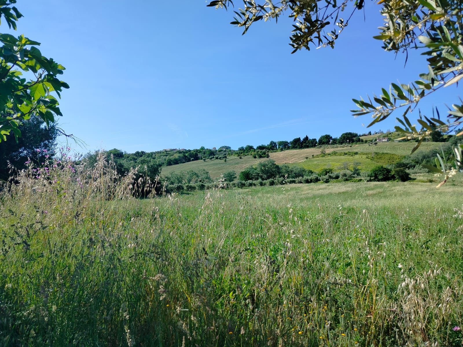 Exceptional Investment Opportunity in the Heart of Le Marche