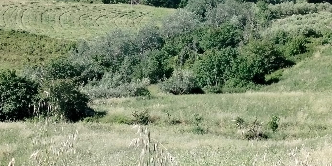 Exceptional Investment Opportunity in the Heart of Le Marche