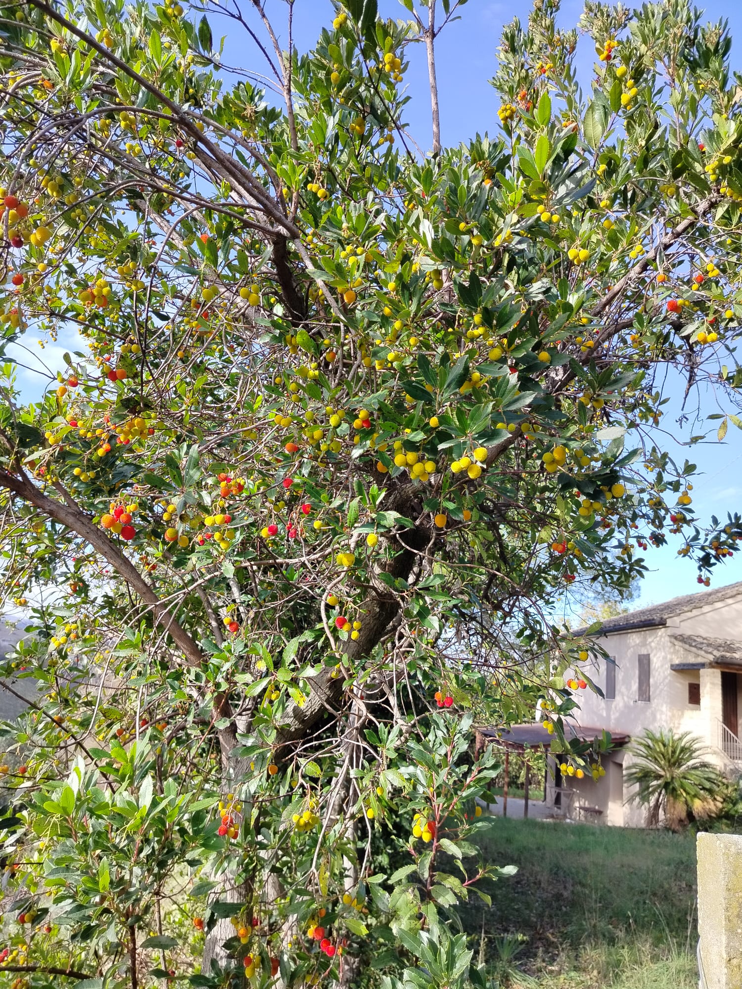 DETACHED HOUSE Offida (AP)