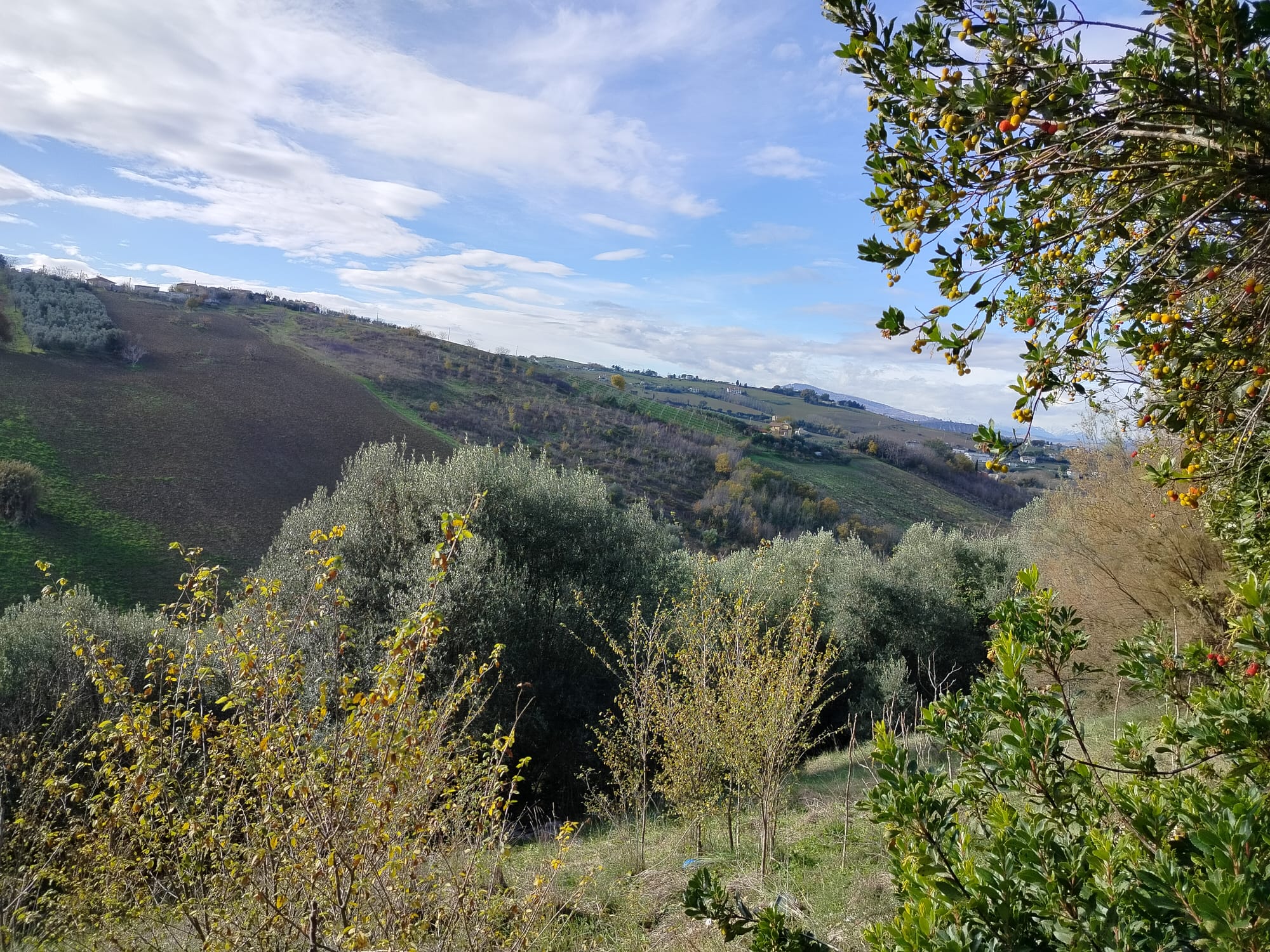 DETACHED HOUSE Offida (AP)