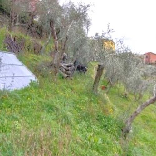 Rif. 2227 – Cogorno – Sulla prima collina di Lavagna – Terreno con Progetto Approvato per costruire Villa con splendida