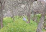 Rif. 2227 – Cogorno – Sulla prima collina di Lavagna – Terreno con Progetto Approvato per costruire Villa con splendida