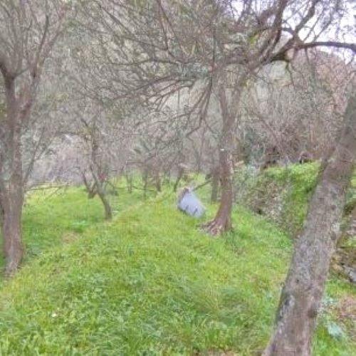 Rif. 2227 – Cogorno – Sulla prima collina di Lavagna – Terreno con Progetto Approvato per costruire Villa con splendida