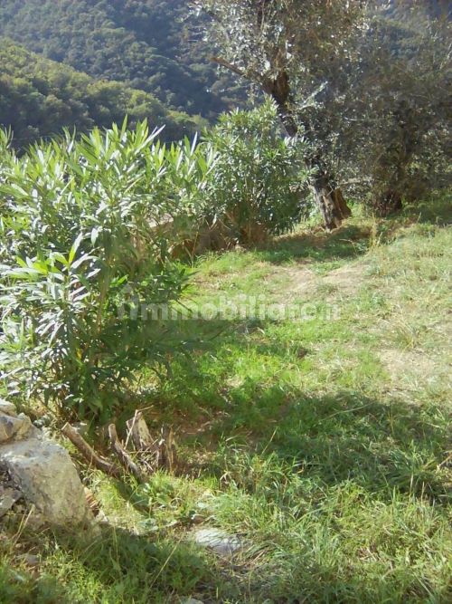 Rif. 1763 – Rapallo – S. Andrea di Foggia – Villa nel verde di centocinquanta metriquadrati – Vista aperta e soleggiata